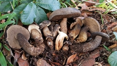 Tylopilus obscurus