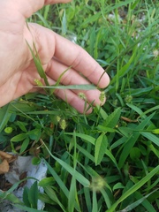 Setaria