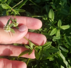 Spermacoce verticillata
