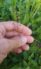 Desmodium