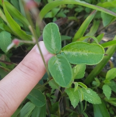 Desmodium
