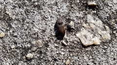 Heteroderes amplicollis