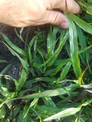 Poaceae