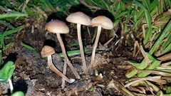 Panaeolus fimicola
