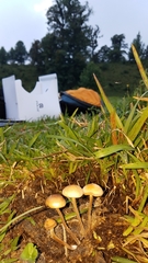 Panaeolus fimicola
