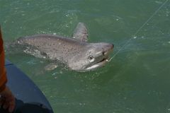 Notorynchus cepedianus