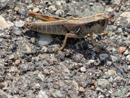 Large-headed Grasshopper