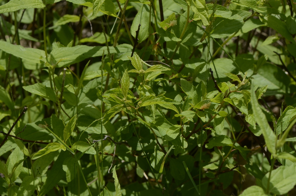 New Jersey tea from Bryson, QC, Canada on June 18, 2019 at 1123 AM by