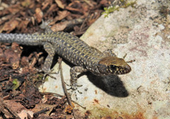 Lepidophyma
