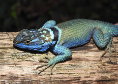 Sceloporus minor