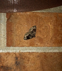 Gandaritis atricolorata