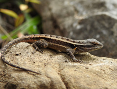 Sceloporus parvus