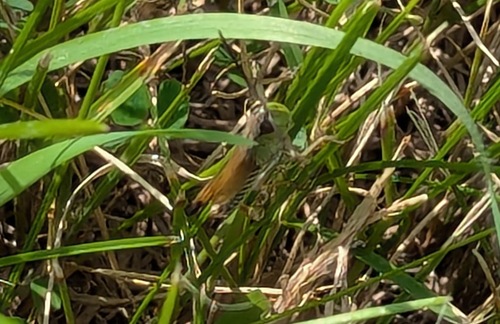 Marsh meadow grasshopper