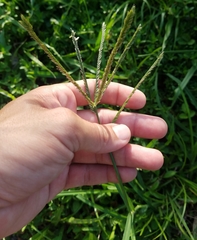 Poaceae