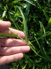 Poaceae