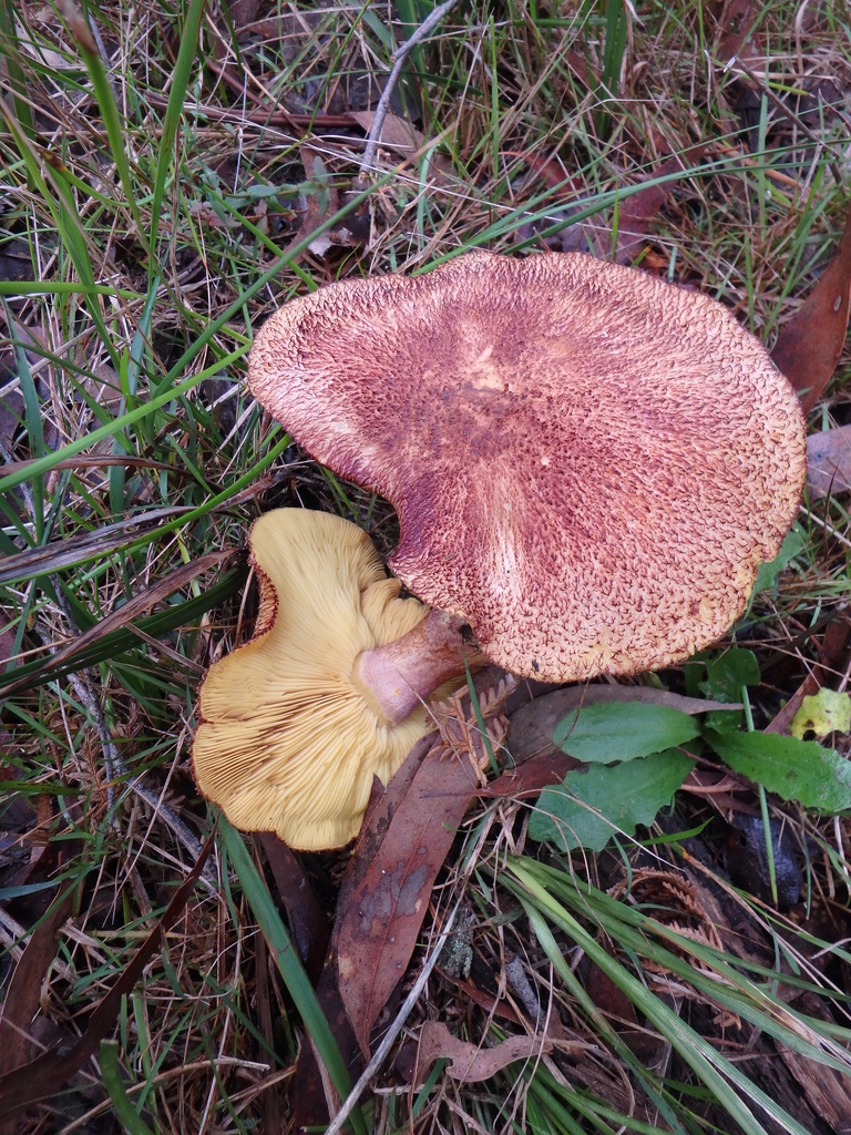 Tricholomopsis ornaticeps