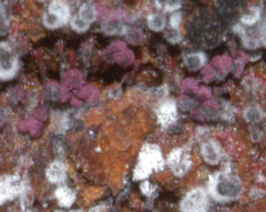 Cribraria cancellata