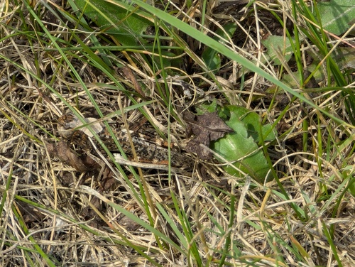 Red-winged Grasshopper