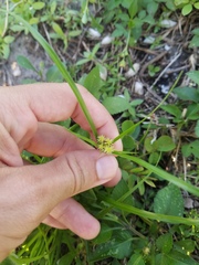 Cyperaceae
