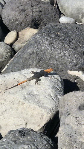 Peters's Rock Agama