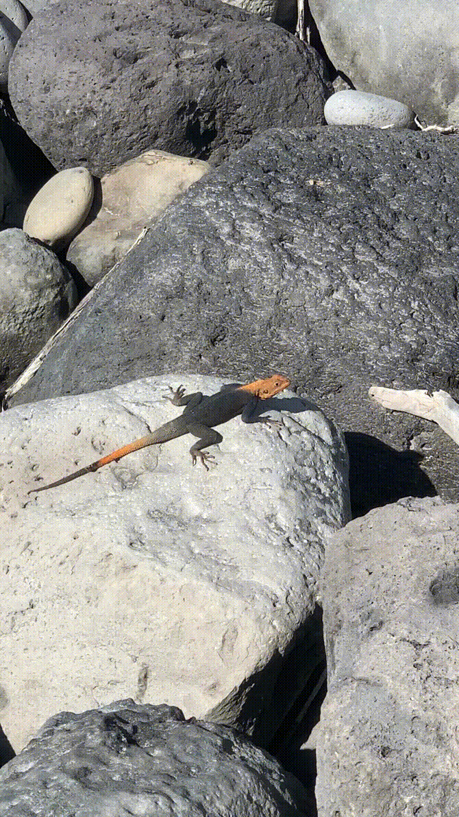 African Redhead Agama