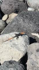 Peters's Rock Agama photo 2