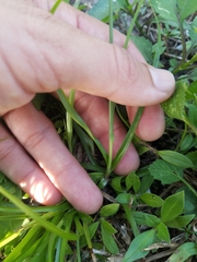 Cyperaceae