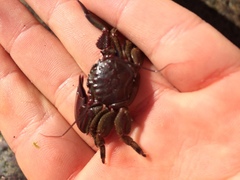 Petrolisthes tuberculosus