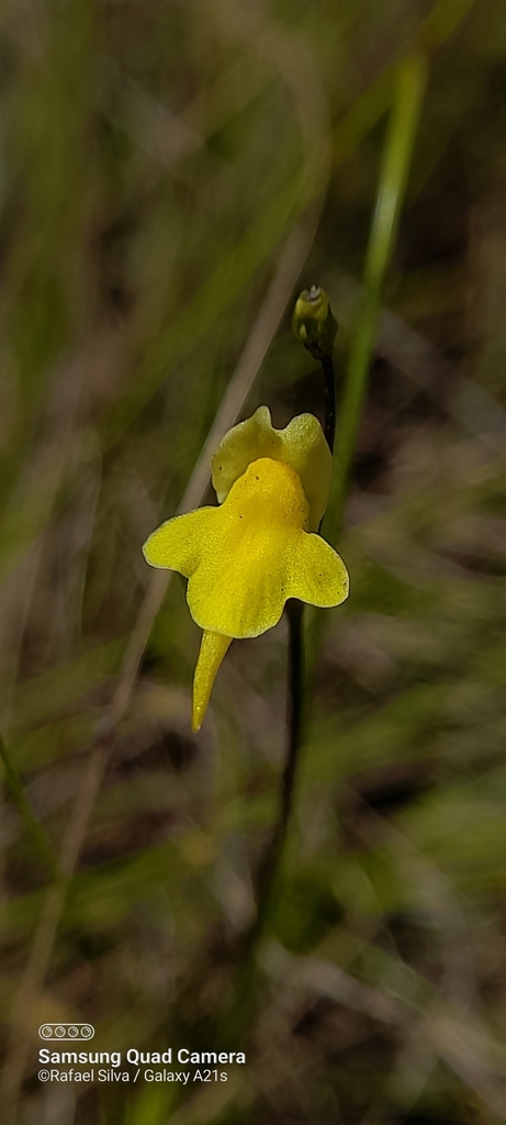 Genlisea repens Benj. 3