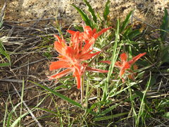 Castilleja integra