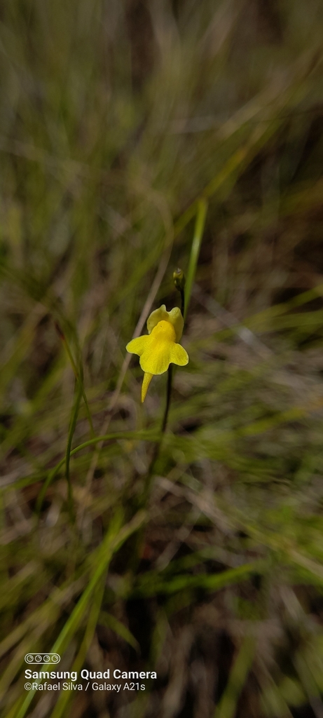 Genlisea repens Benj. 4