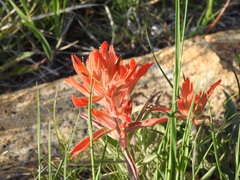 Castilleja integra