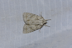 Acronicta spinigera