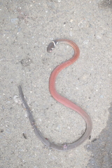 Gongylosoma longicauda