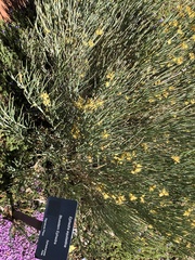 Ephedra equisetina