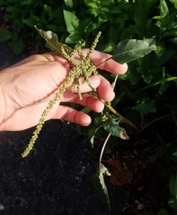 Amaranthus