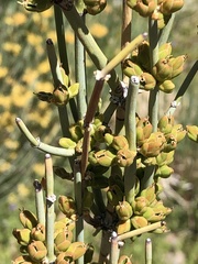 Ephedra equisetina