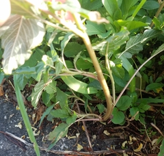 Amaranthus