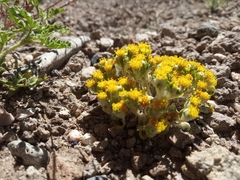 Eriophyllum pringlei
