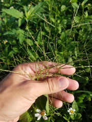 Poaceae