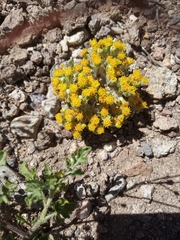 Eriophyllum pringlei