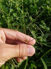 Poaceae