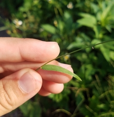 Poaceae