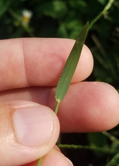 Poaceae