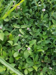 Phyla nodiflora