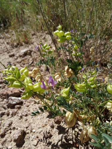 Astragalus lentiginosus var. scorpionis