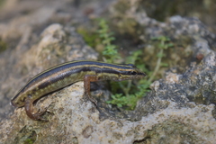 Sphenomorphus sanctus