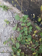 Boerhavia