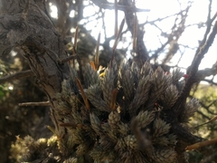 Tillandsia pedicellata