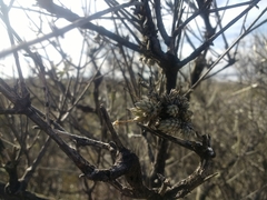 Tillandsia pedicellata